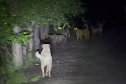 Başıboş köpekler, ayılarla karşı karşıya geldi