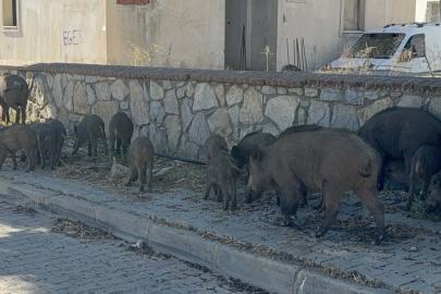 Bodrum merkezde domuz sürüsü görüldü