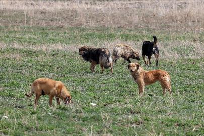 Köpek saldırısına uğrayan 5 yaşındaki Hamza'nın ölümünde belediye başkanına soruşturma izni 
