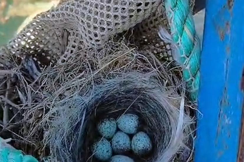 Kuş yuvasını bozmaya kıyamadı, balık ağını suya indirmedi