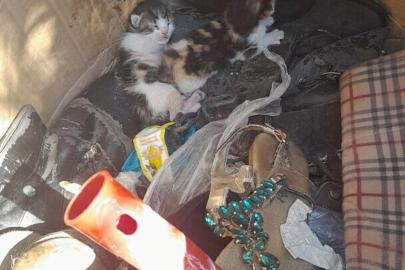 Belediye ekiplerinin dikkati yavru kedileri hayata bağladı