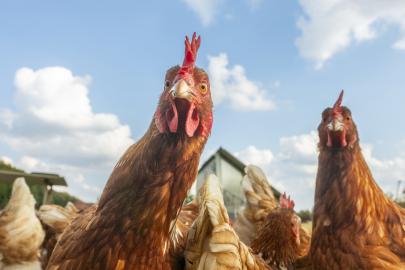 Çevreci sanılıyordu. Organik yumurtayla ilgili ezber bozan araştırma