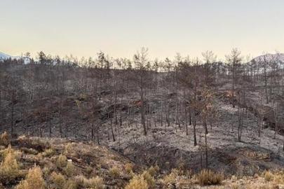 Muğla’daki orman yangınların bilançosu: 5 bin hektardan fazla alan zarar gördü