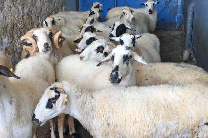 TİGEM, 3 bin 615 reforme küçükbaş satacak